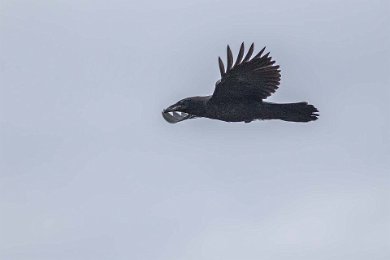 Korp Common Raven) Runde, Norge