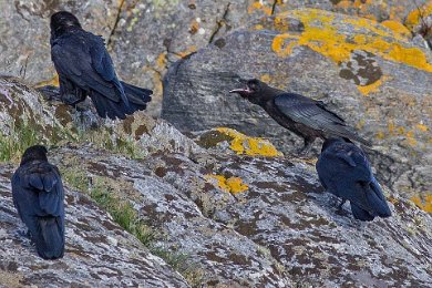 Korpungar (Common raven)