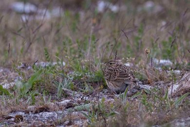 Sånglärka på Stora Karlsö 140529244