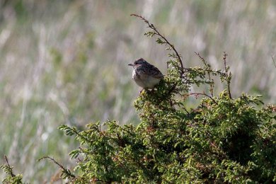 Sånglärka på Stora Karlsö 140529285