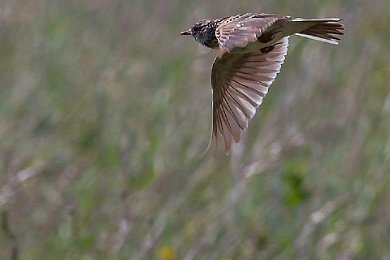 Sånglärka på Stora Karlsö 140529288