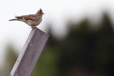 Sånglärka vid Asköviken