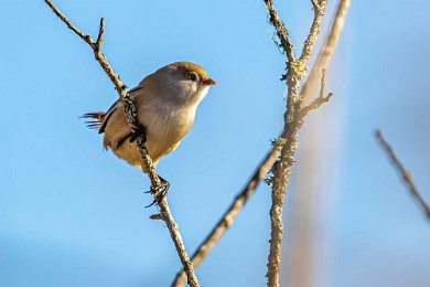 Skäggmes Skäggmes (Panurus biarmicus) hona, vid Parnassen i Hjälstaviken. vid Parnassen i Hjälstaviken – en säregen mesliknande fågel som numera placeras i den egna...