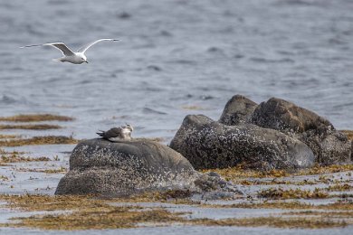 Kustlabb (Artic Skua) och fiskmås, Runde, Norge