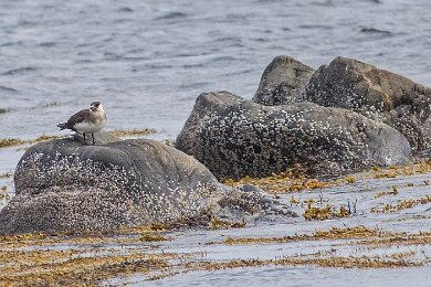 Kustlabb (Artic Skua)