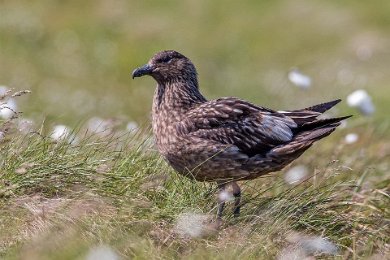 Storlabb (Great skua) Runde, Norge