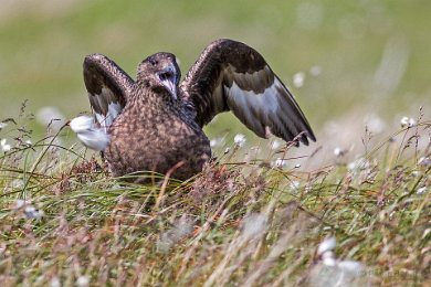 Storlabb (Great skua) varnande i rede