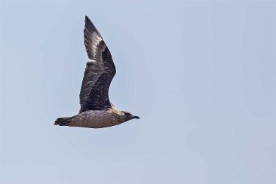 Storlabb (Great skua) vingprofil