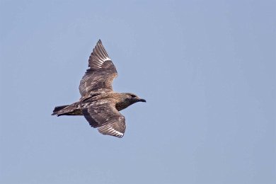 Storlabb (Great skua), Runde, Norge