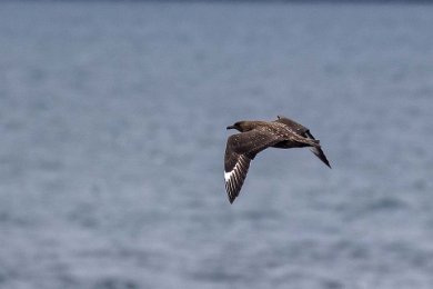 Storlabb utanför Heimaey 160531