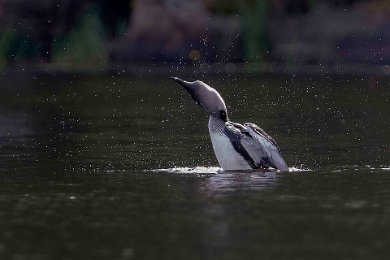 Storlom bröstar sig i Älgsjön 14062760