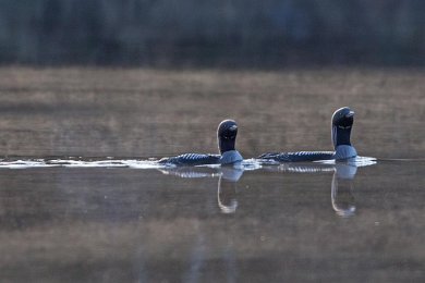 Storlommar i Älgsjön 14042718