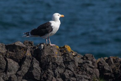 Havsrut på skär vid Snæfellsneshalvön 160603