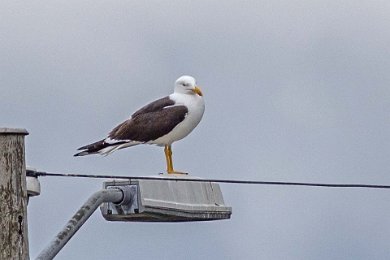 Silltrut (Lesser black-backed gull)