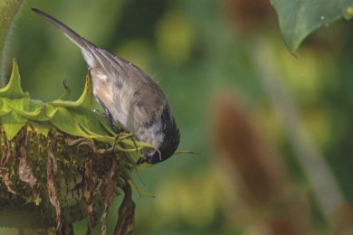 Entita (Parus palustris) 14081810