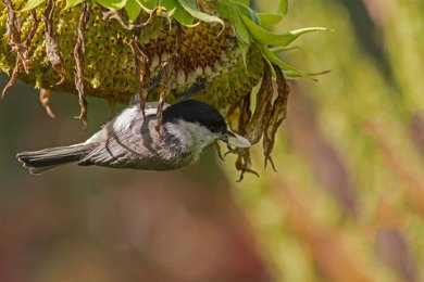 Entita (Parus palustris) 14081814