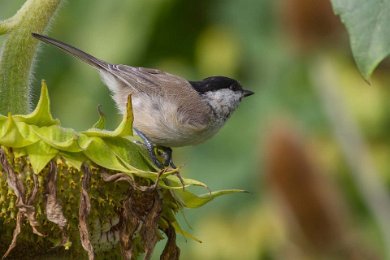 Entita (Parus palustris) 1408189