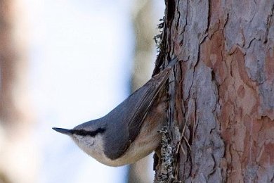 Nötväcka (Sitta europaea)