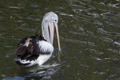 Glasögonpelikan (Pelecanus conspicillatus) 140413227