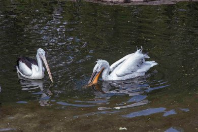 Glasögonpelikan och krushuvad pelikan i Berlin Zoo 140413221