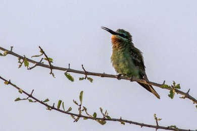 Biätare i Ruaha nationalpark, Tanzania