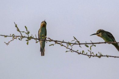 Biätare i Ruaha nationalpark