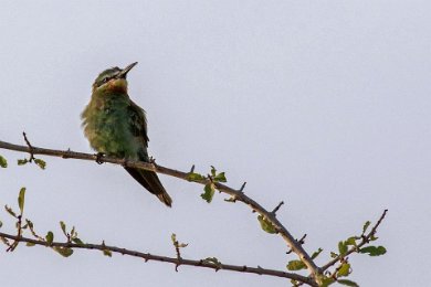 Biätare i Ruaha np, Tanzania