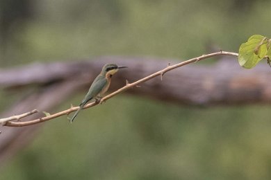 Dvärgbiätare i Ruaha np, Tanzania