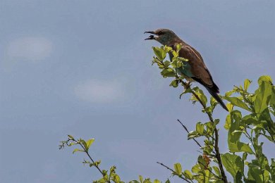 141223 Blåkråka med insekt i Ruaha np, Tanzania