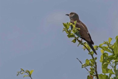 Blåkråka i Ruaha np, Tanzania