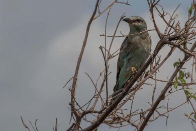 Blåkråka, Ruaha np, Tanzania