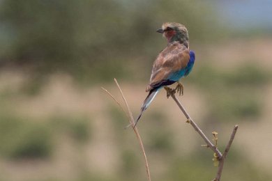 Lilabröstad blåkråka i Ruaha np, Tanzania