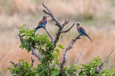 Lilabröstad blåkråka, Ruaha nationalpark, Tanzania