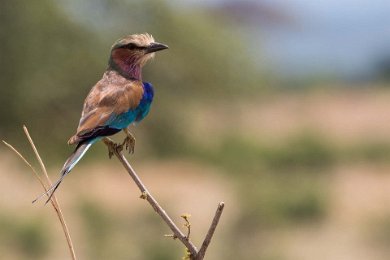 Lilabröstad blåkråka, Ruaha np, Tanzania