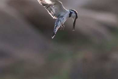 Gråfiskare över Ruaha-floden