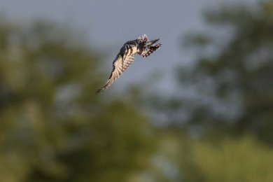 Gråfiskare dyker över Ruaha-floden i Tanzania