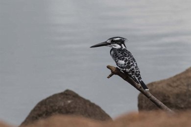 Gråfiskare vid Ruaha River