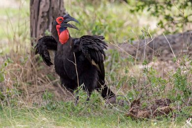 Marknäshornsfåge, Ruaha np, Tanzania