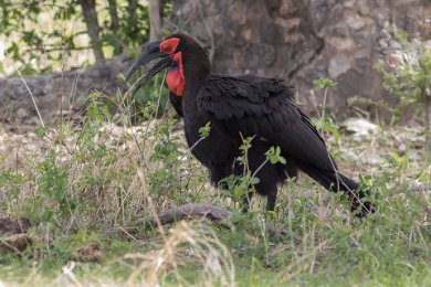 Marknäshornsfågel i Ruaha np, Tanzania