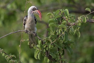 Rödnäbbad noshornsfågel i Ruaha np, Tanzania