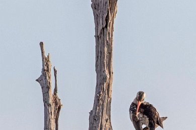 Rödnäbbad noshornsfågel i Ruaha np