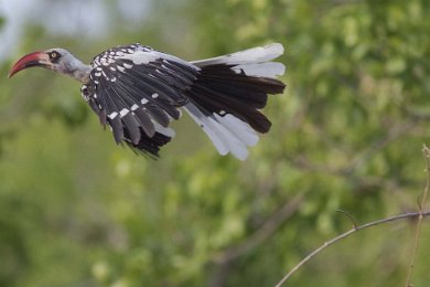 Rödnäbbad noshornsfågel, Ruaha np, Tanzania