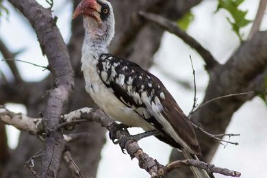 Ruahatoko i Ruhaha np, Tanzania