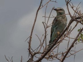 Blåkråkor (Coraciidae)