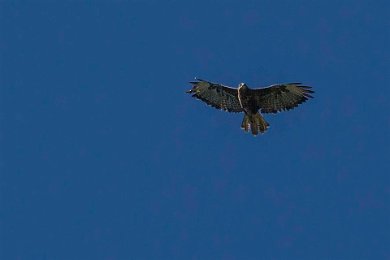 Ormvråk (Common buzzard) Andorra