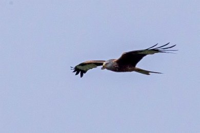 Rödglada (Red kite) Österlen