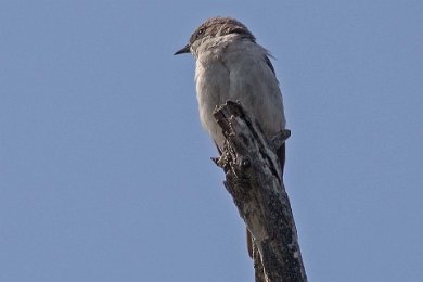 Ärtsångare (Lesser whitetroat)