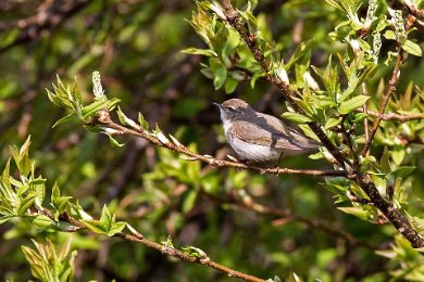 Busksångare (Blyth´s reed warbler)