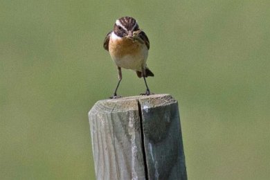 Buskskvätta (Winchat) hane