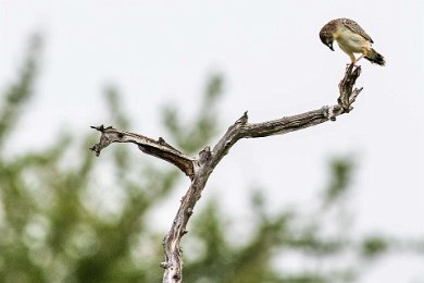 Grässångare i Mikumi np, Tanzania